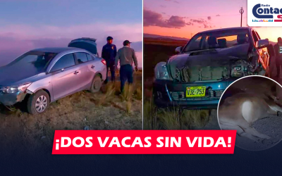 AREQUIPA: CAMIONETA IMPACTA CONTRA DOS VACAS Y MUEREN INSTANTÁNEAMENTE EN LA CARRETERA PUNO – AREQUIPA