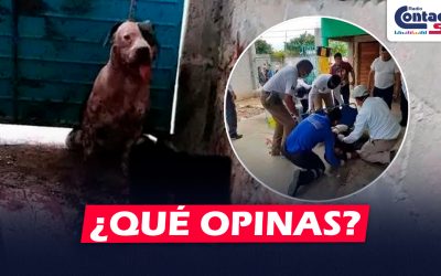 NACIONAL: PERRO PITBULL ATACA BRUTALMENTE A DELINCUENTE QUE INGRESÓ A LA VIVIENDA DE SUS DUEÑOS