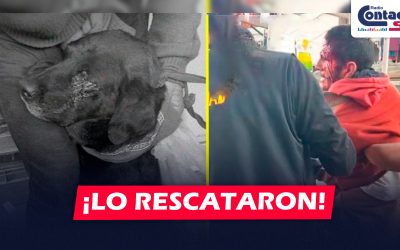 AREQUIPA: COMERCIANTES DEL MERCADO SAN CAMILO RESCATAN A PERRITO QUE ERA MALTRATADO POR EXTRANJERO