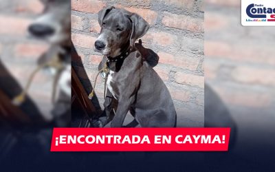 AREQUIPA: VECINA DE CAYMA PIDE AYUDA PARA ENCONTRAR A LOS DUEÑOS DE PERRITA PERDIDA