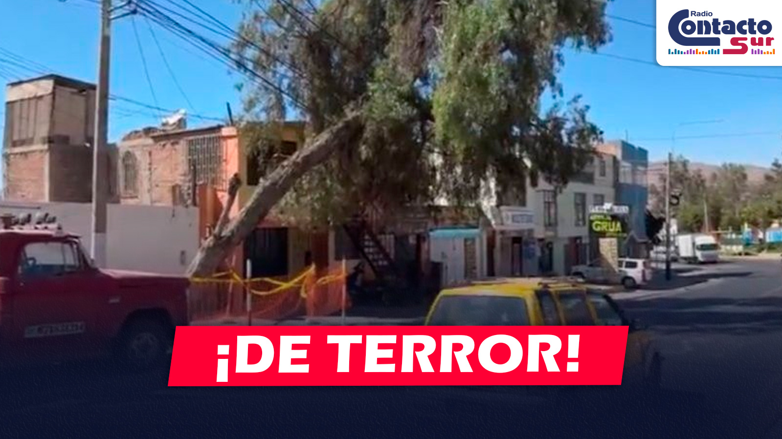AREQUIPA: VECINOS DE SOCABAYA PIDEN SACAR ÁRBOL QUE ESTARÍA SOSTENIÉNDOSE CON CABLES DE LUZ