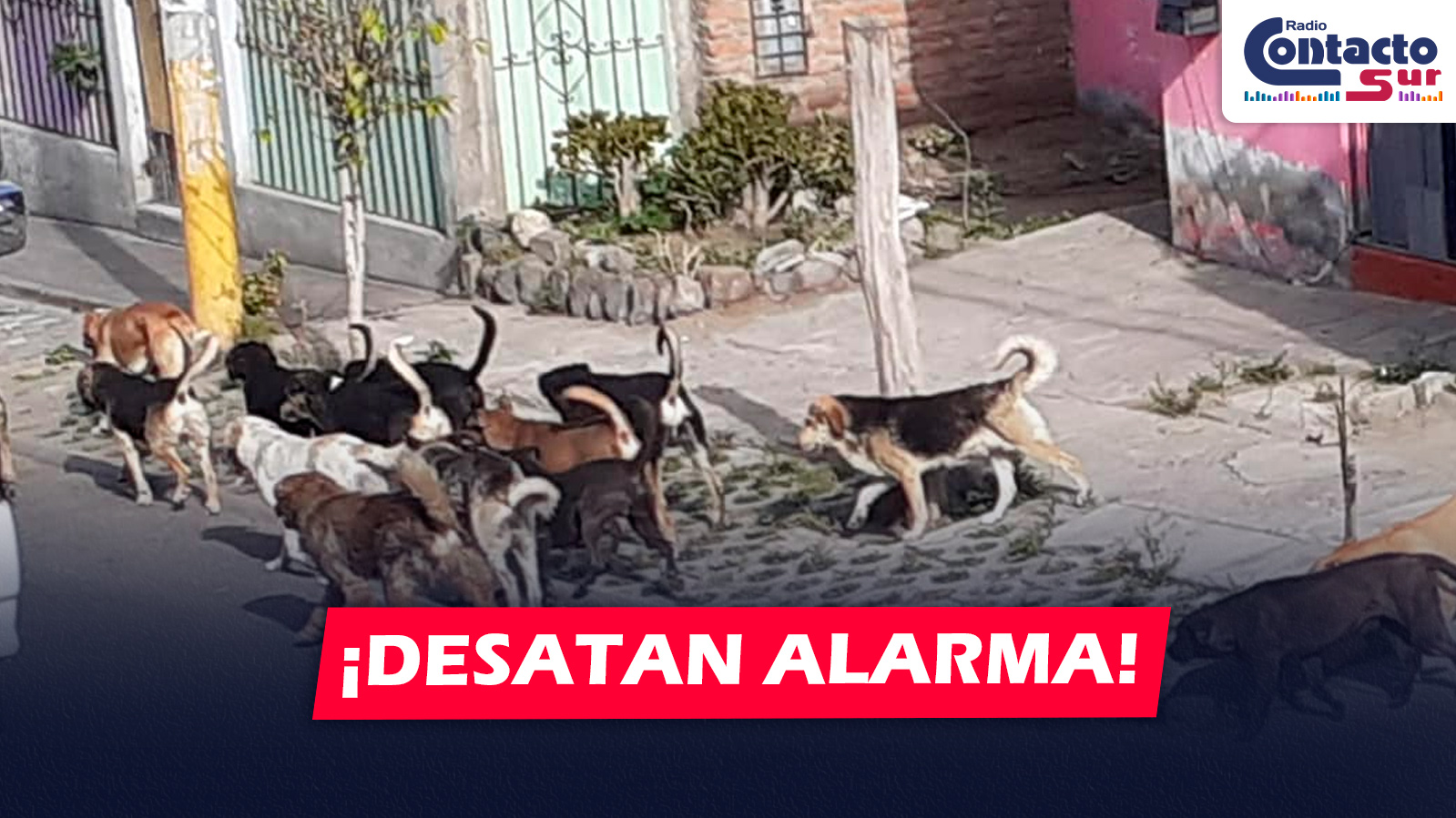 AREQUIPA: MÁS DE 6,600 ATAQUES DE PERROS DESATAN ALARMA Y FISCALÍA INTERVENDRÁ MUNICIPALIDADES