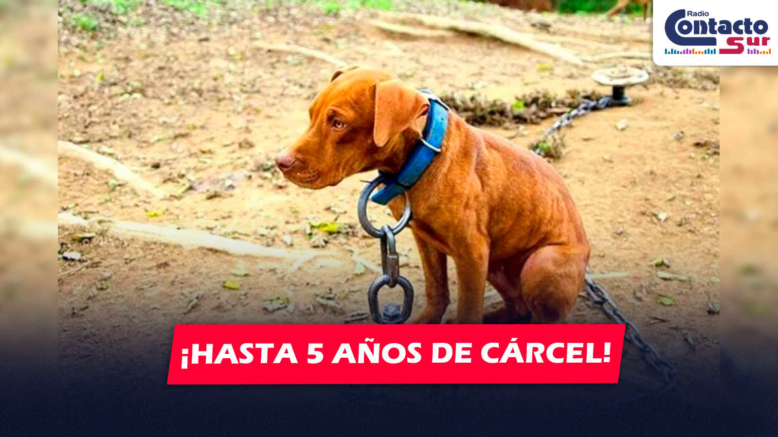 NACIONAL: HASTA 5 AÑOS DE CÁRCEL POR AGRESIÓN O ABANDONO ANIMAL