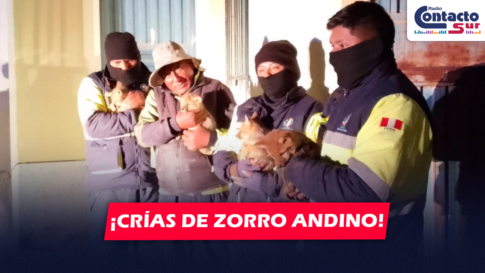 NACIONAL: HALLAN CUATRO CRÍAS DE ZORRO ANDINO BAJO UN CORRAL EN ILAVE DURANTE NAVIDAD