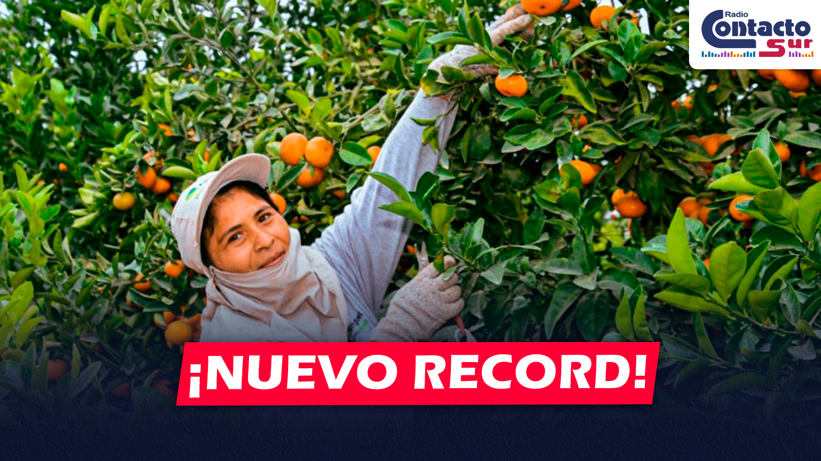 NACIONAL: PERÚ LOGRA RÉCORD HISTÓRICO EN AGROEXPORTACIONES Y ENVÍA 540 PRODUCTOS A 115 MERCADOS INTERNACIONALES