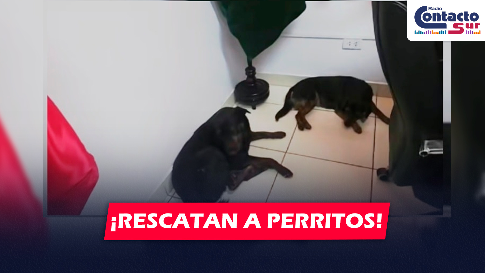NACIONAL: COMANDANTE PNP RESCATA Y PROTEGE A PERRITOS ABANDONADOS EN COMISARÍA DE ICA