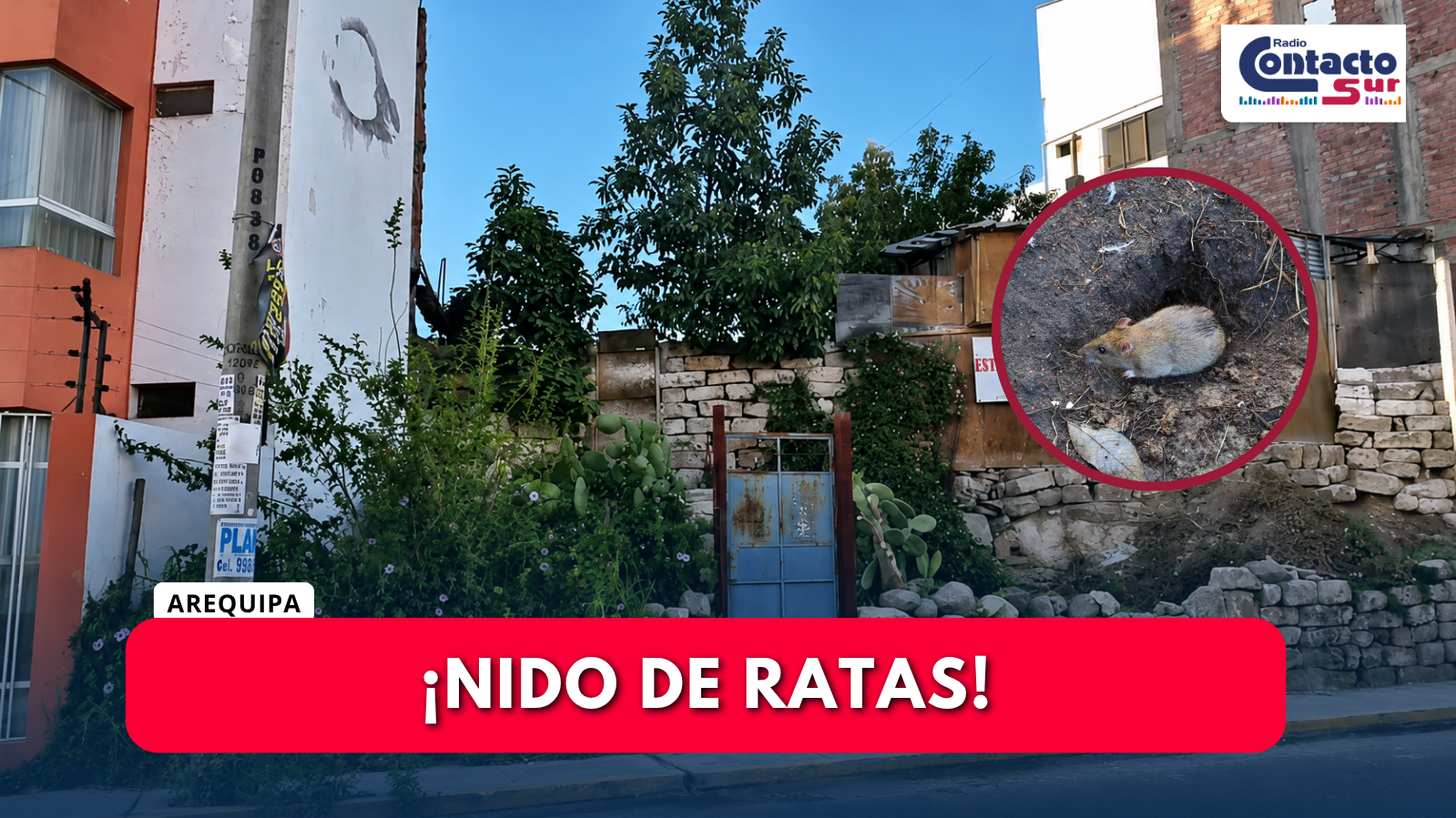 VECINOS EXIGEN ENFRENTAR PLAGA DE RATAS EN INGRESO A URB. VIRGEN DEL ROSARIO Y QUINTA DEL SOL